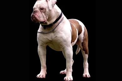 American Bulldog Wallpapers   , New Wallpapers, New Wallpapers