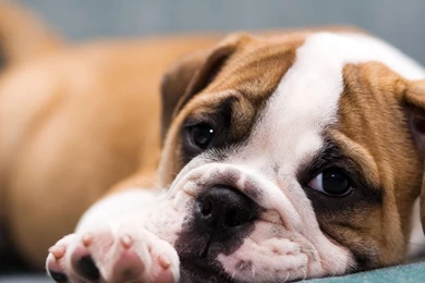 Cute Puppies Bulldog Wallpapers For Android