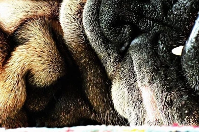 Buddy Bulldog Wallpapers By Hamex On DeviantArt