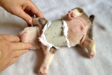 Newborn English Bulldog   Wallpaper.