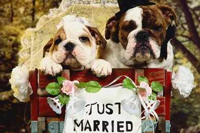 Free Wallpapers   Free Animal Wallpapers   Bulldog Wallpapers ...