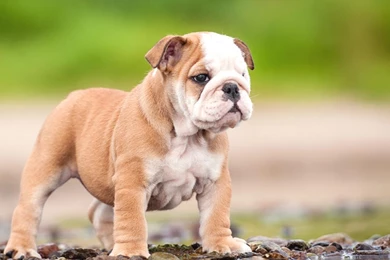 Full Grown Miniature English Bulldog   Wallpaper.