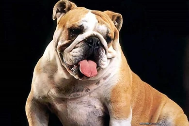 Bulldog Wallpapers HD Backgrounds Download • IPhones Wallpapers
