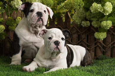 American Bulldog Wallpapers