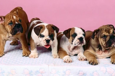 Four Bulldogs Baby 1920x1200 Wallpapers,Bulldog 1920x1200 ...