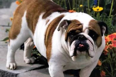 English Bulldog Wallpapers In Hd. Bulldog Wallpapers Free ...