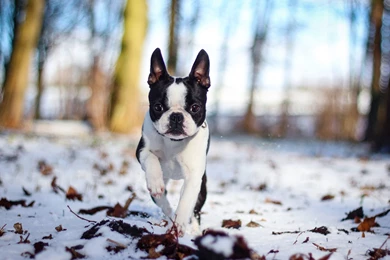French Bulldog Computer Wallpapers, Desktop Backgrounds ...