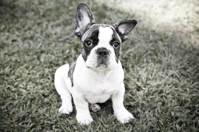 Top 20 Cutest French Bulldog Wallpapers