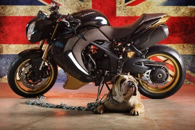 Vilner Bulldog Wallpapers   Motorcycle Wallpapers