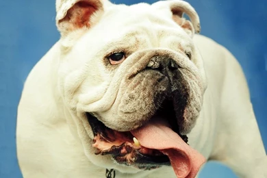 Bulldog   Dogs Wallpapers (13789127)   Fanpop