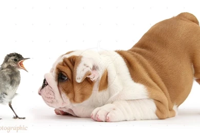 Baby bulldog playing with chick wallpaper.jpg