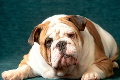 English Bulldog Wallpapers   649801