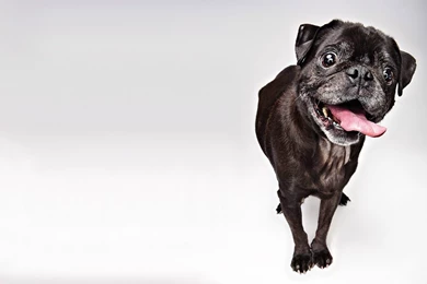 French Bulldog Computer Wallpapers, Desktop Backgrounds ...