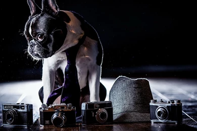 French Bulldog Wallpapers   Animal Wallpapers