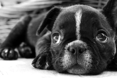 Black French Bulldog   Wallpaper.