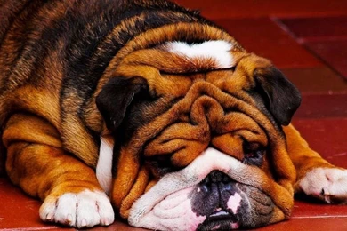 HD English Bulldog Wallpapers