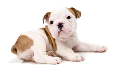 Baby Bulldog Wallpaper Backgrounds • Animals & Birds Wallpapers ...