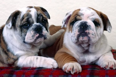 English Bulldog Wallpapers And Images   Wallpapers, Pictures, Photos