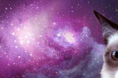 Cat In Space iPhone 5 Wallpapers