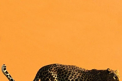 Cheetah iPhone 5 Wallpapers (640x1136)
