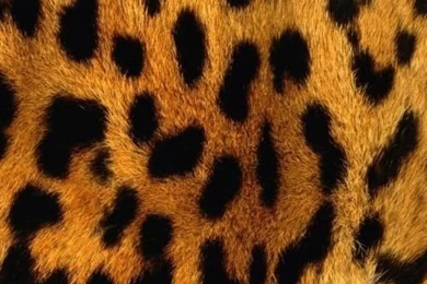 Animal Texture   Lessons   TES