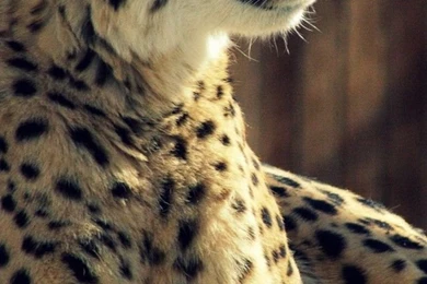 Cheetah Mobile Wallpapers 3596