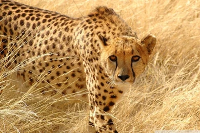Cheetah Wildlife HD Desktop Wallpapers : High Definition : Fullscreen