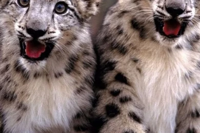 640x960 Baby Cheetah Iphone 4 Wallpapers