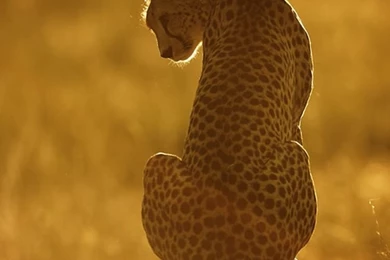 Iphone 6 Backgrounds Cheetah   Favourite Pictures