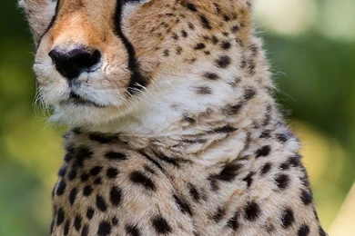 1080x1920 Cheetah Tiger Looking Iphone 6s Plus Wallpapers HD