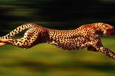 Cheetah, Running, Speed, Animal