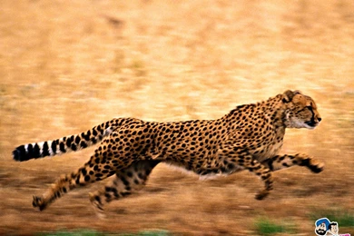 Cheetah HD Wallpapers
