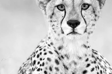 iPhone 6 Plus   Animal/Cheetah   Wallpapers ID: 83502