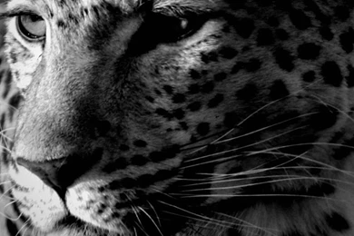 1080x1920 Cheetah Wallpapers HD