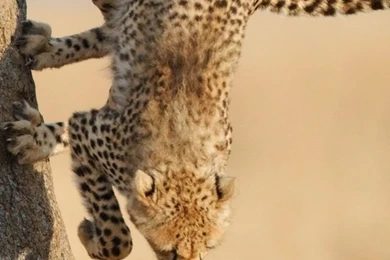 Download Wallpapers 640x960 Cheetah, Jump, Wood, Big Cat, Hunting ...