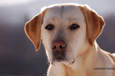 Labrador Retriever Wallpapers   Yellow Labrador With Grey Backgrounds