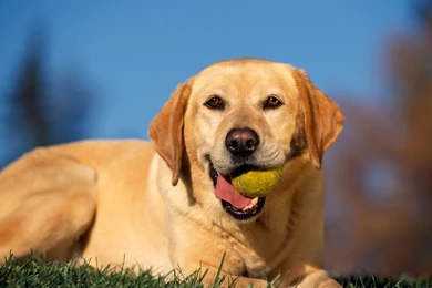Break Time Yellow Labrador Wallpapers Hd Wallpapers   PowerballForLife