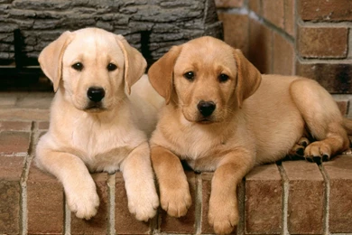 Labrador Retriever Wallpapers