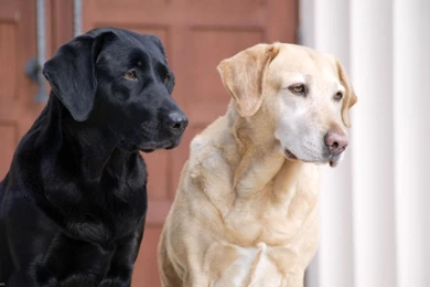 44 Labrador Retriever HD Wallpapers