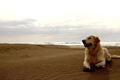 Labrador Wallpapers HD