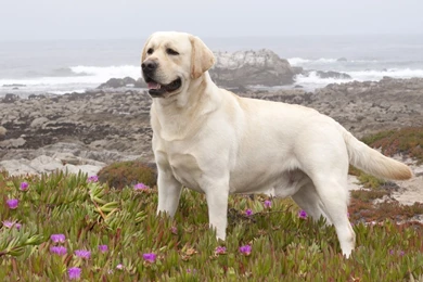 Page 2: Full HD 1080p Labrador Wallpapers HD, Desktop Backgrounds ...