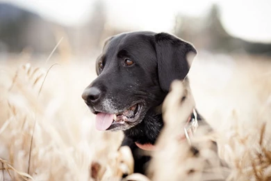 Labrador   Wallpaper.