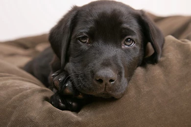 Puppies Little Labrador   PowerballForLife