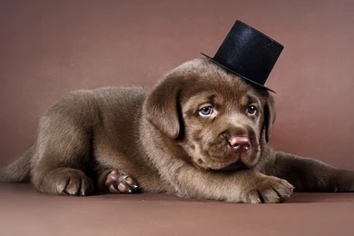 Labrador Puppy With A Tophat Wallpapers   Animal Wallpapers