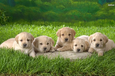 Labrador Retriever Wallpapers For Desktop   The Dog Wallpapers ...