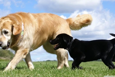 Golden And Labrador Retriever HD Desktop Wallpapers : High ...