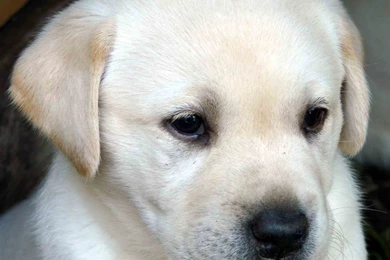 Full HD 1080p Labrador Wallpapers HD, Desktop Backgrounds 1920x1080