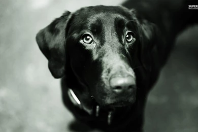 Black Labrador Wallpapers   Animal Wallpapers