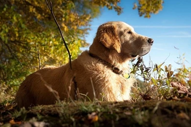 Labrador Wallpapers A5   Wallpapers