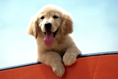 Puppy Labrador Wallpapers HD Free 424054   PowerballForLife